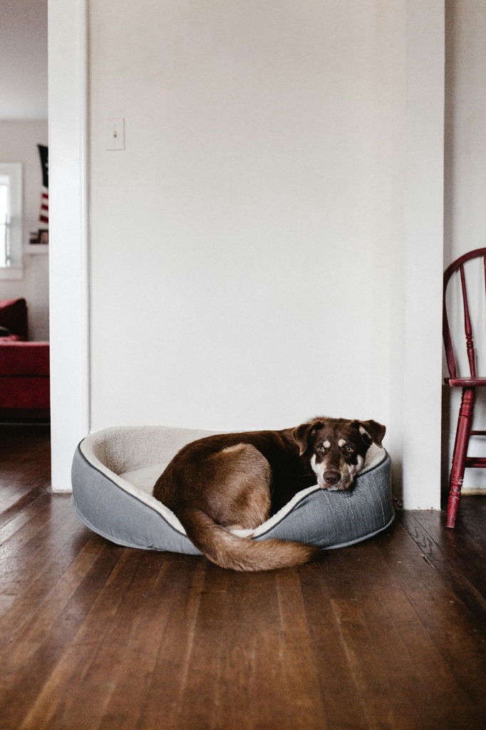 Dog resting its head over the edge of a bed