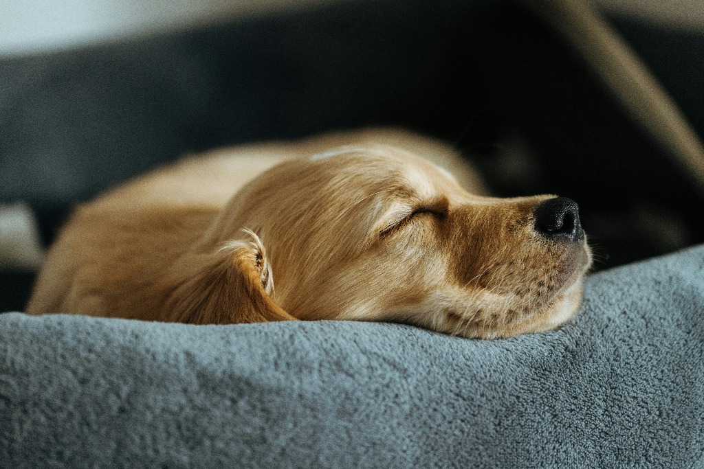 Golden Retriever sleeping comfortably on a dog bed