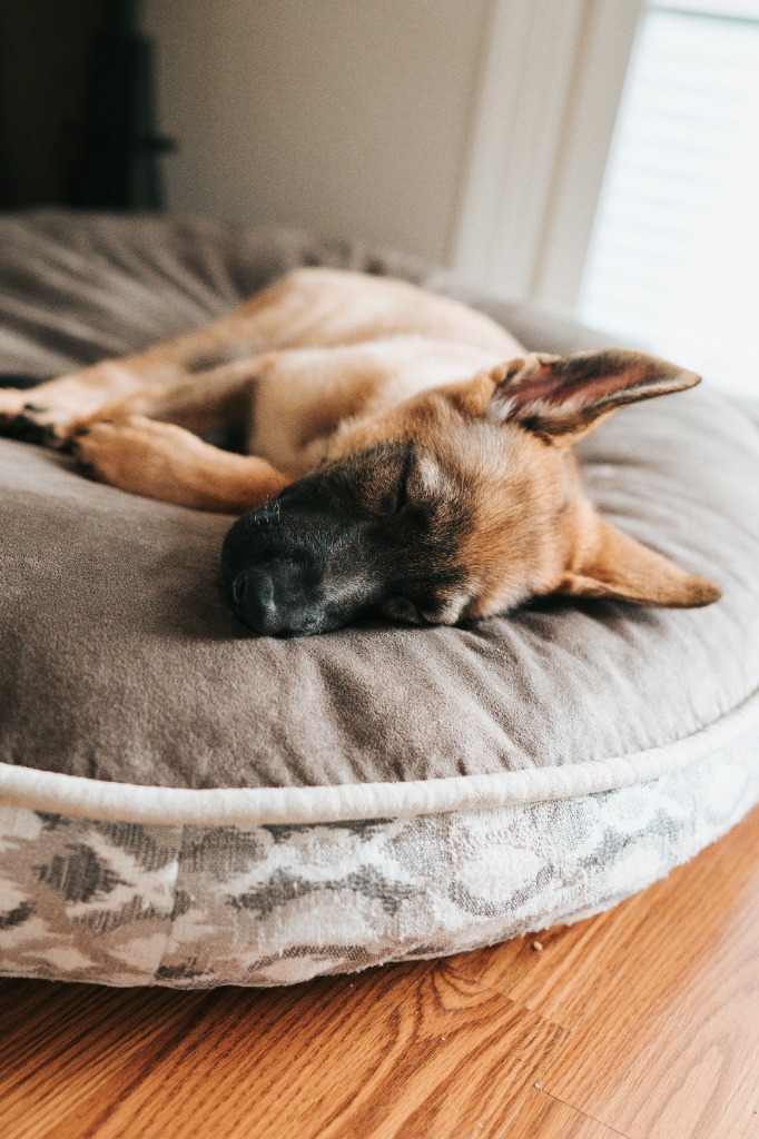 Dog sleeping comfortably on an oversized round bed